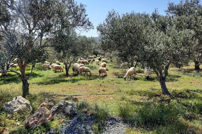 Sheep grazing among olive trees in rural Crete